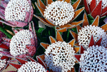 Load image into Gallery viewer, BOA King Protea
